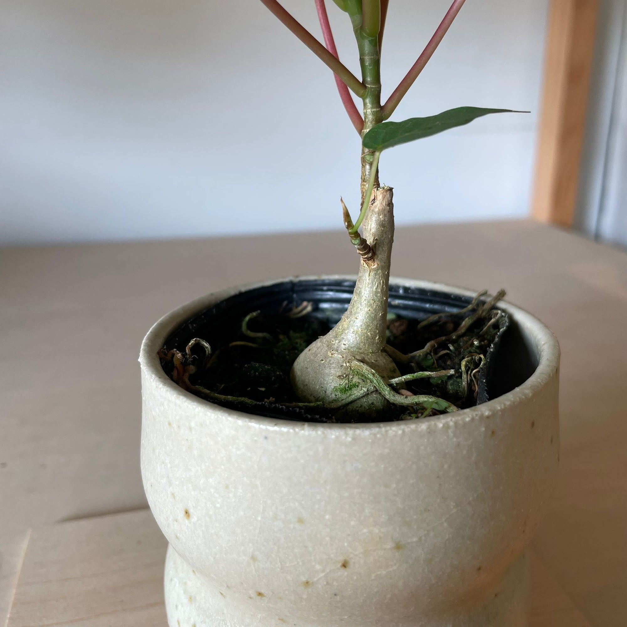Ficus Petiolaris フィカス ペティオラリス