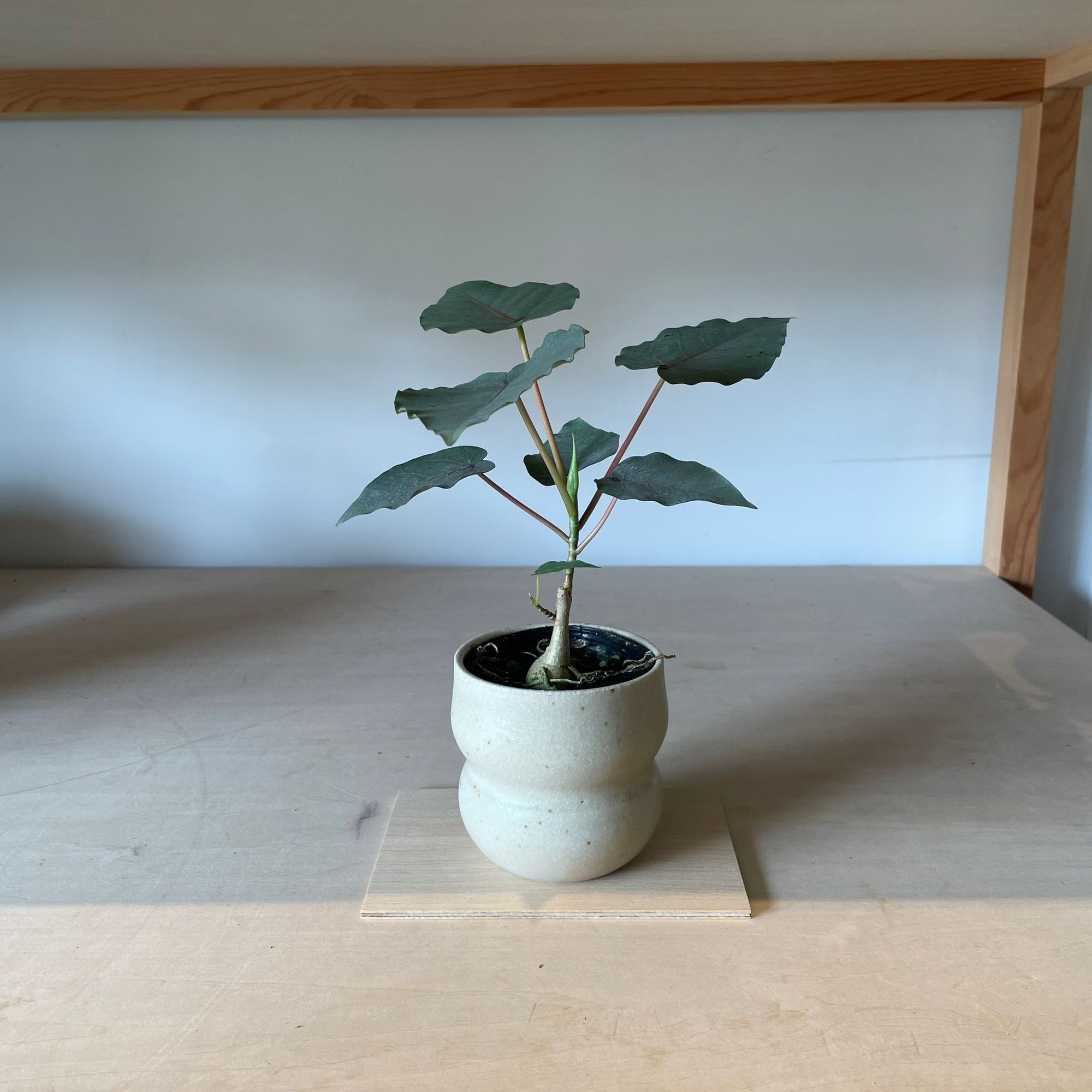 Ficus Petiolaris フィカス ペティオラリス
