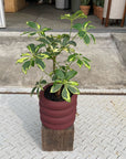 Vieno Planter ヴィエノ プランター