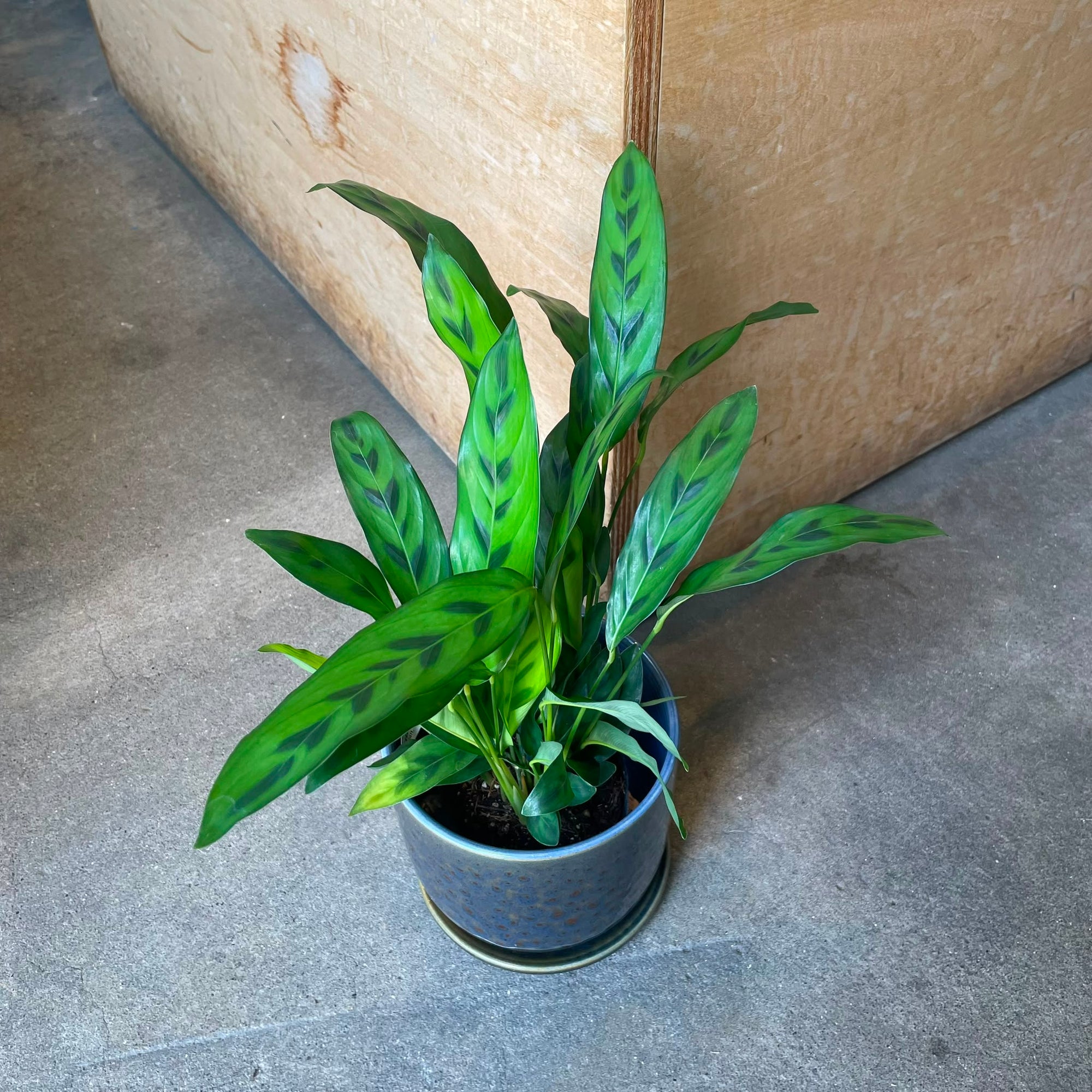 Calathea 'Leopardina' カラテア レオパルディナ クリソベリル Size 3