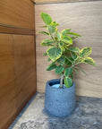Fitzroy Planter  フィッツロイプランター