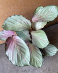 Calathea 'Silver Plate' カラテア シルバープレート Size 5