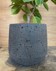 Fitzroy Planter  フィッツロイプランター