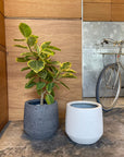 Fitzroy Planter  フィッツロイプランター