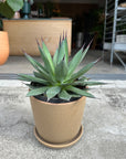 Agave assorted アガベ アソート Size 5