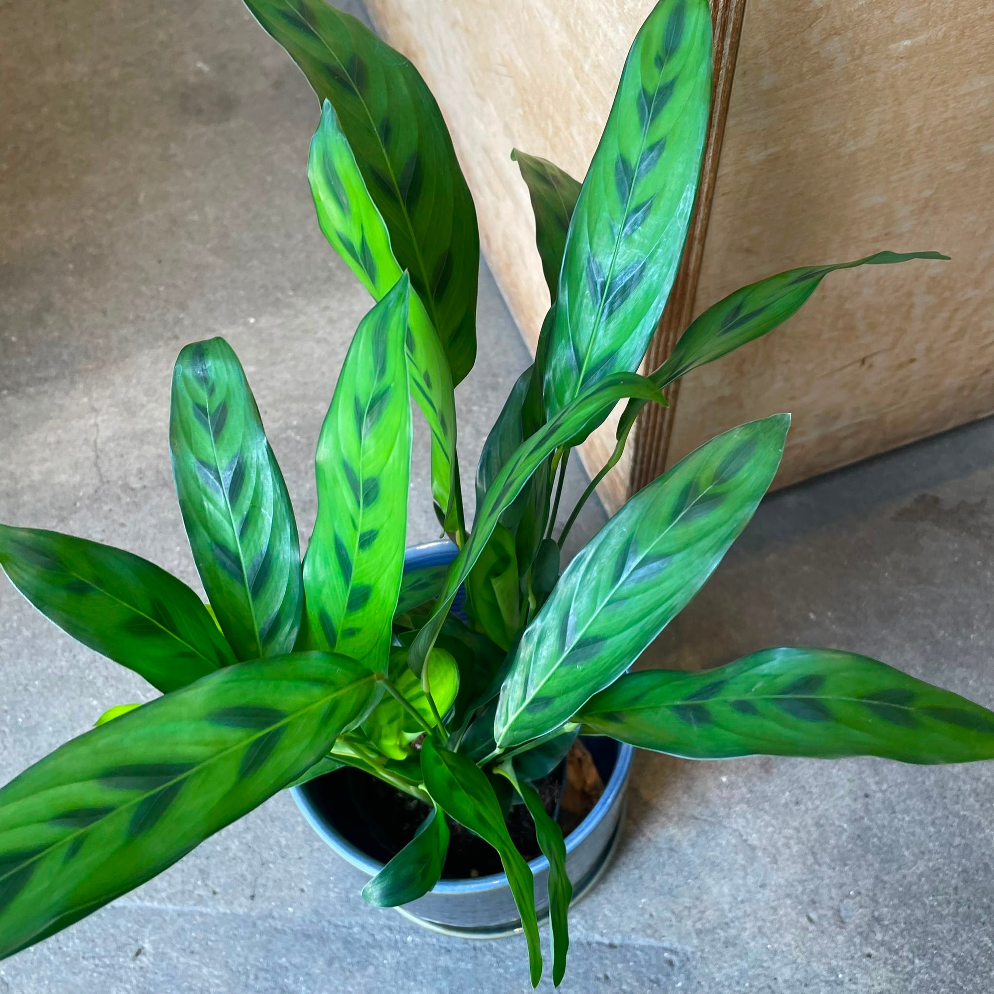 Calathea 'Leopardina' カラテア レオパルディナ クリソベリル Size 3