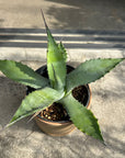 Agave assorted アガベ アソート Size 5