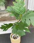 Artocarpus altilis パンの木 Size 6