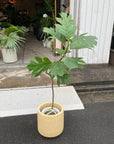Artocarpus altilis パンの木 Size 6
