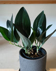Satin Pothos スキンダプサス ブラック Size 3