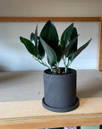 Satin Pothos スキンダプサス ブラック Size 3