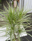 Dragon Tree ドラセナ コンシンネ ホワイトボリー Size 8