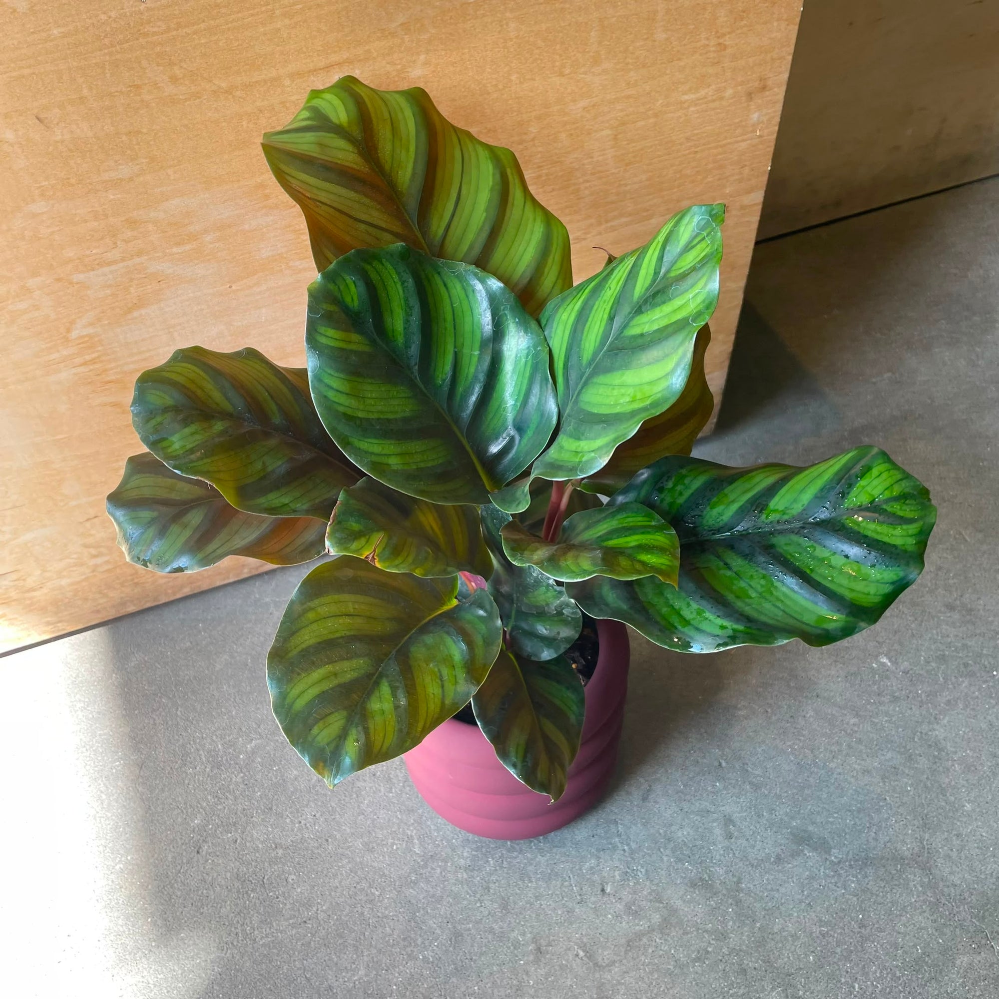Calathea fasciata カラテア ファシアータ Size 3