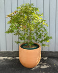 Japanese Maple Tree もみじ Size 7