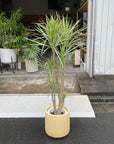 Dragon Tree ドラセナ コンシンネ ホワイトボリー Size 8