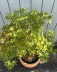 Japanese Maple Tree もみじ Size 7
