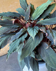 Homalomena humilis ' Black from ' ホマロメナ フミリスブラック Size 5