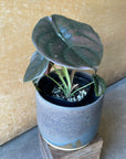 Alocasia 'Red Secret' (Alocasia cuprea) アロカシア クプレア Size 3