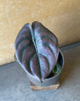 Alocasia 'Red Secret' (Alocasia cuprea) アロカシア クプレア Size 3