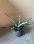 Snake Plant サンスベリア アイシクル Size 2
