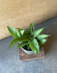Sansevieria 'Hybrid' サンスベリア ハイブリッド Size 2