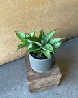 Sansevieria 'Hybrid' サンスベリア ハイブリッド Size 2