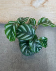 Calathea orbifolia Bessar カラテア ベサール Size 3