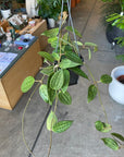 Hoya "Macrophylla" ホヤ マクロフィラ Size 3