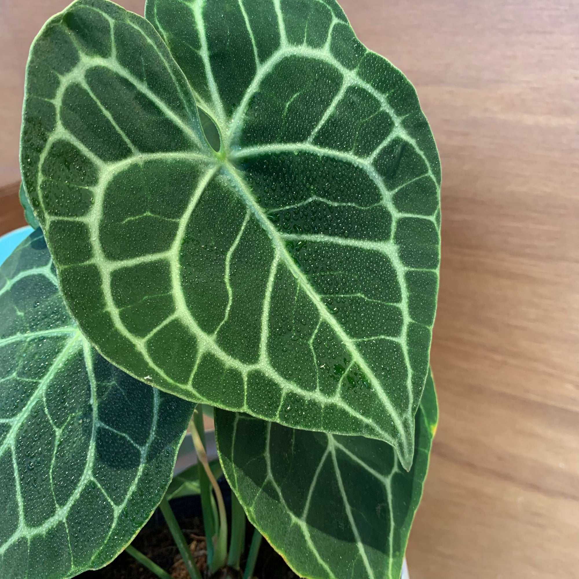 Anthurium clarinervium アンスリウム クラリネビューム