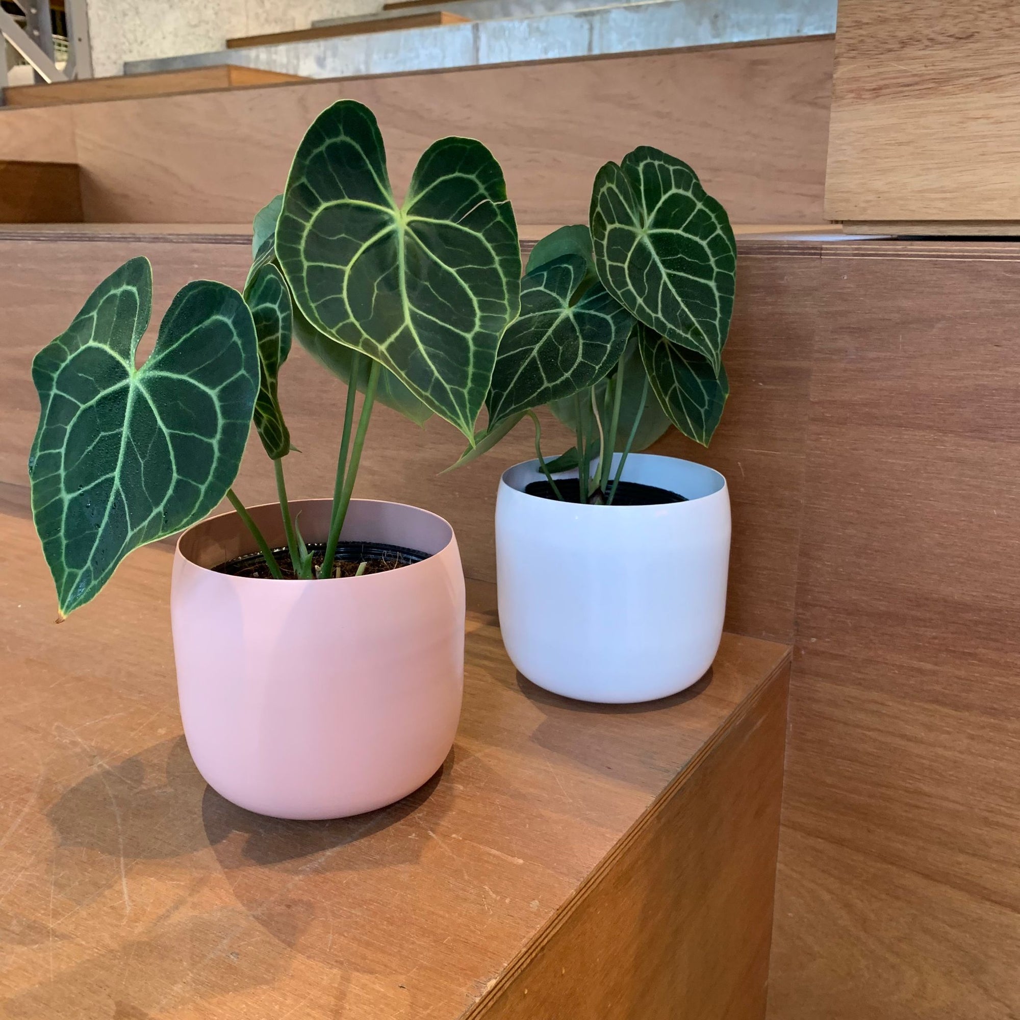 Anthurium clarinervium アンスリウム クラリネビューム