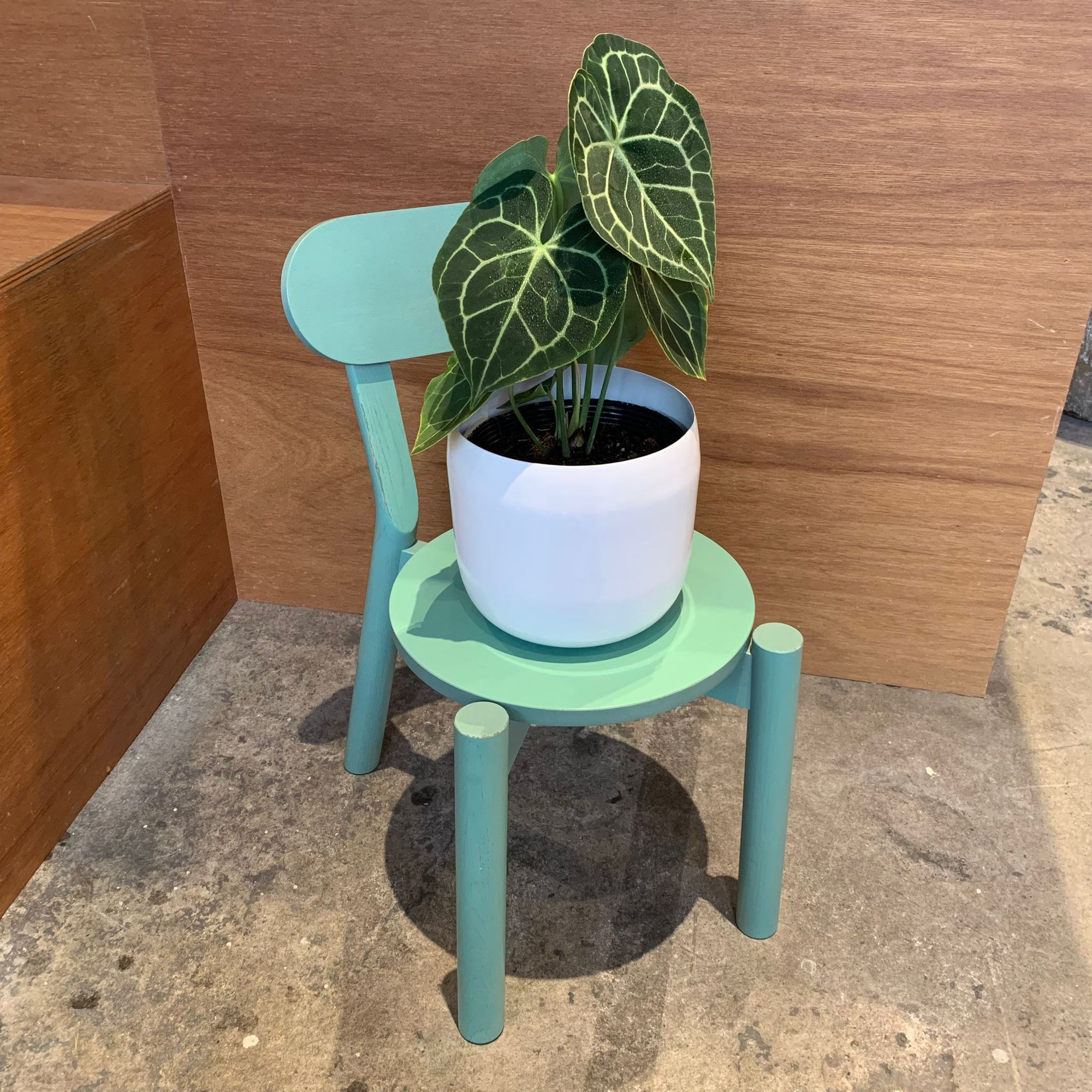 Anthurium clarinervium アンスリウム クラリネビューム