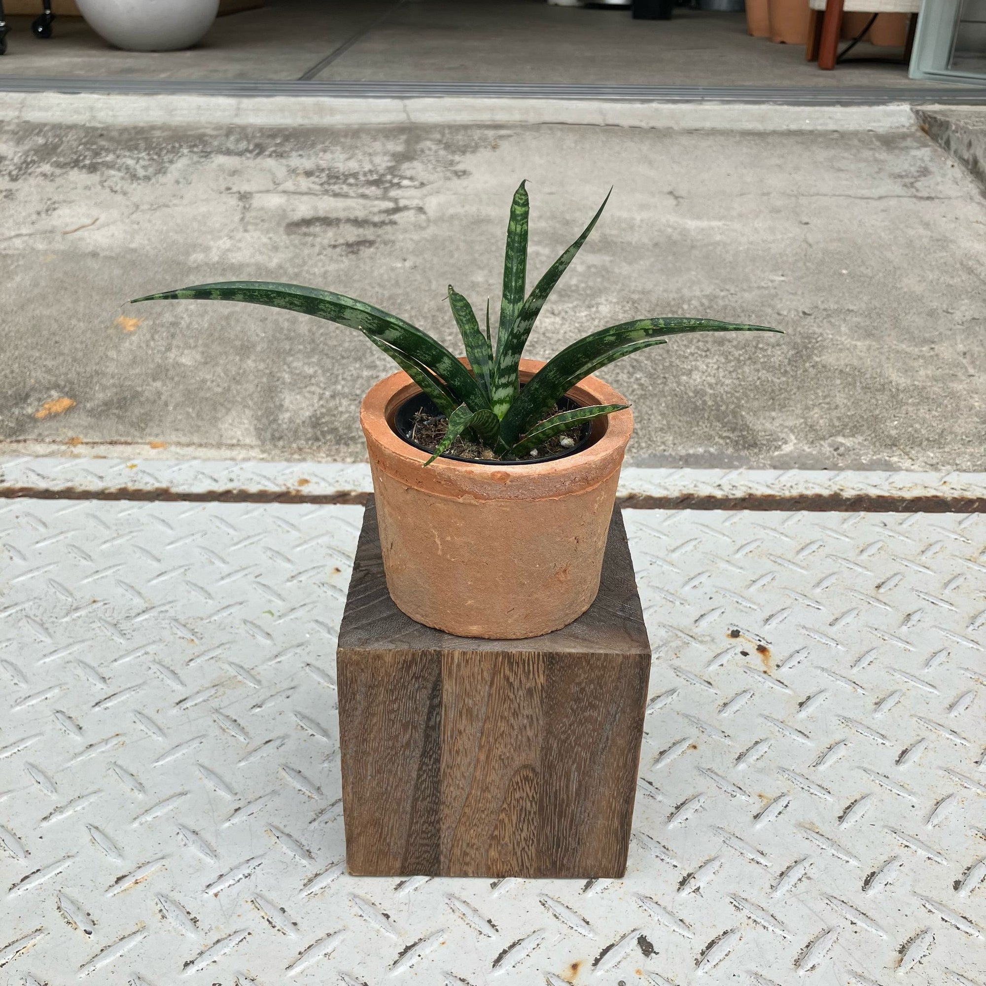 Snake Plant サンスベリア ファーンウッド