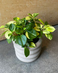 Peperomia glabella  ペペロミア グラベラ Size 3