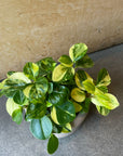 Peperomia glabella  ペペロミア グラベラ Size 3