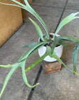 Staghorn ビカクシダ コウモリラン ベイチー Size 5