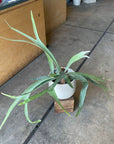 Staghorn ビカクシダ コウモリラン ベイチー Size 5