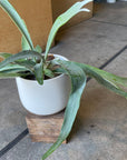 Staghorn ビカクシダ コウモリラン ベイチー Size 5