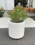 Leuca Dendron リューカデンドロン Size5