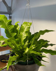 Crocodile Fern クロコダイルファーン Size 5