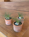 Albuca humilis アルブカ フミリス Size 3