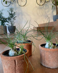 Albuca humilis アルブカ フミリス Size 3