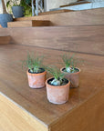 Albuca humilis アルブカ フミリス Size 3
