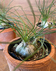 Albuca humilis アルブカ フミリス Size 3