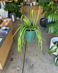 Lepismium houlletianum レピスミウム ボリビアナム Size 4