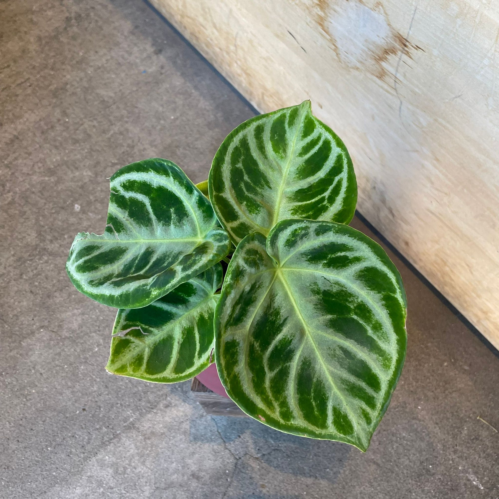 Anthurium Dorayaki アンスリウム ドラヤキ Size 3