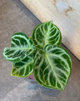 Anthurium Dorayaki アンスリウム ドラヤキ Size 3