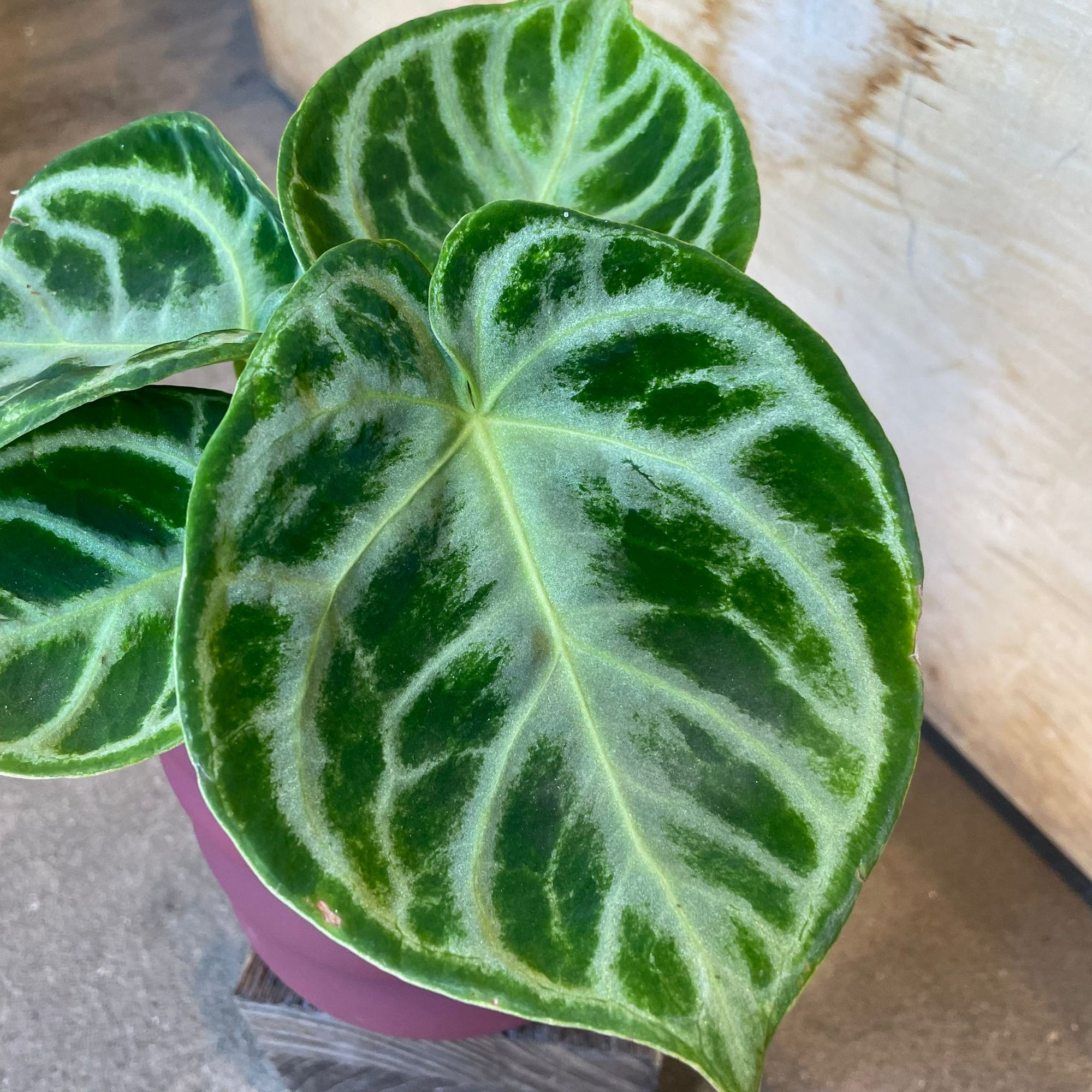 Anthurium Dorayaki アンスリウム ドラヤキ Size 3