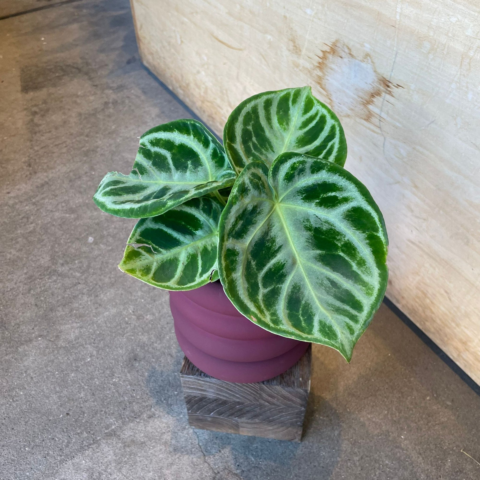 Anthurium Dorayaki アンスリウム ドラヤキ Size 3