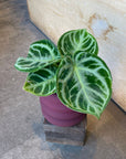Anthurium Dorayaki アンスリウム ドラヤキ Size 3