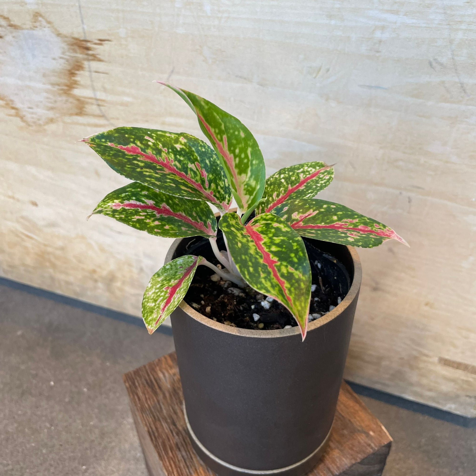 Aglaonema ‘Night sparkle’ アグラオネマ ナイトスパークル Size 2